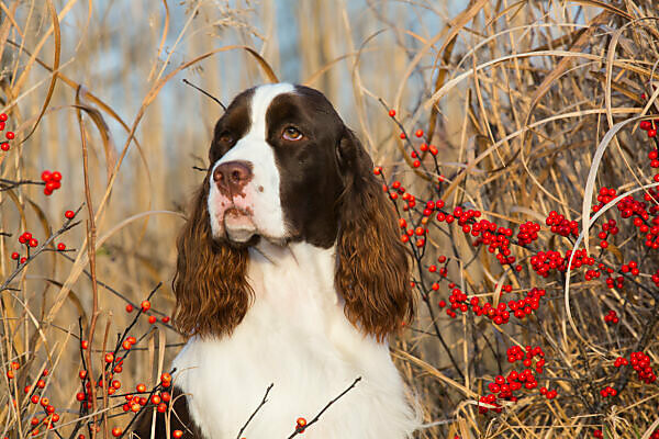 Bildagentur mauritius images English Springer Spaniel show